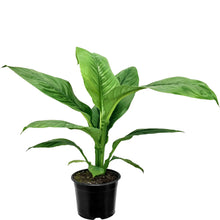 Load image into Gallery viewer, Spathiphyllum Sensation - 14cm
