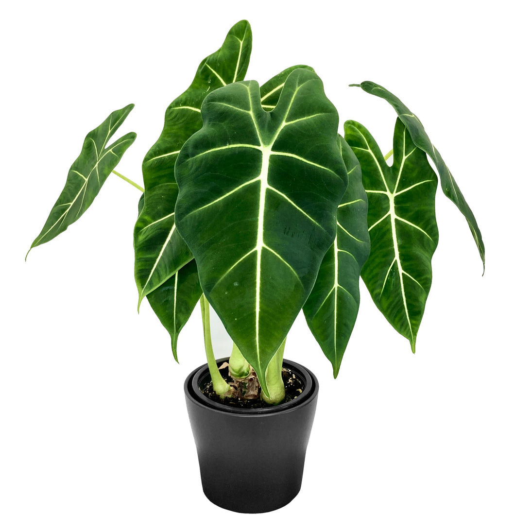 Alocasia Frydek - 12cm