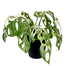 Load image into Gallery viewer, Monstera Monkey Mask Mint - 14cm
